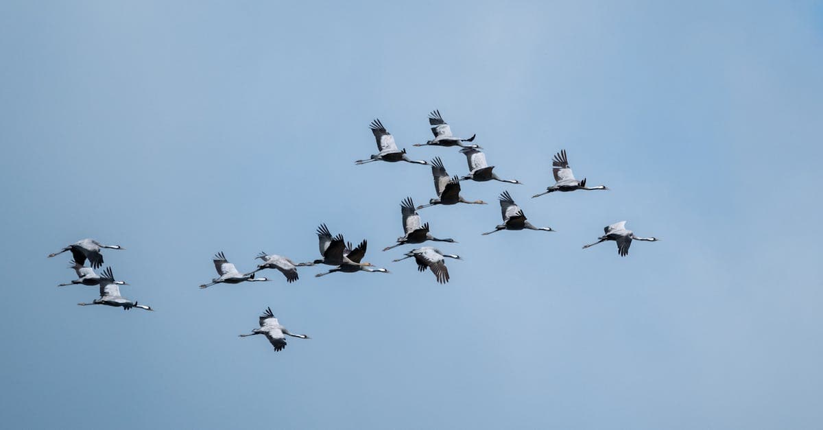 Fansly Tier Migration From OnlyFans: Move Paid Fans Without Confusing Them